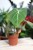 Philodendron Gloriosum (Filodendron) (3).JPG