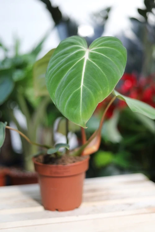 Philodendron Gloriosum (Filodendron) (3).JPG