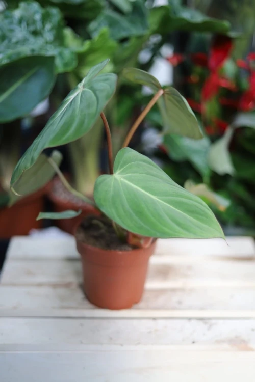 Philodendron Gloriosum (Filodendron) (4).JPG