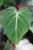 Philodendron Gloriosum (Filodendron) (5).JPG
