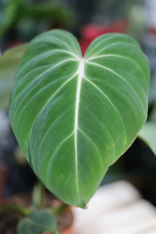 Philodendron Gloriosum (Filodendron) (5).JPG