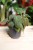 Philodendron scandens ‘Micans’ – efektowna roślina pnąca o aksamitnych liściach w odcieniach zieleni i brązu. Idealna do wiszących donic i półek.