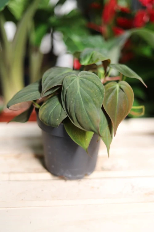Philodendron scandens ‘Micans’ – efektowna roślina pnąca o aksamitnych liściach w odcieniach zieleni i brązu. Idealna do wiszących donic i półek.