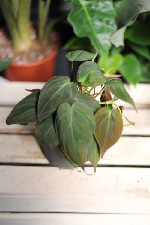 Philodendron scandens ‘Micans’ w aranżacji wnętrza – tropikalna roślina doniczkowa, która wprowadza do przestrzeni ciepło, głębię i egzotyczny charakter.