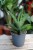 Sansevieria ‘Tough Lady’ – wytrzymała roślina doniczkowa o sztywnych, zielonych liściach i subtelnym, naturalnym wzorze. Idealna do nowoczesnych wnętrz.