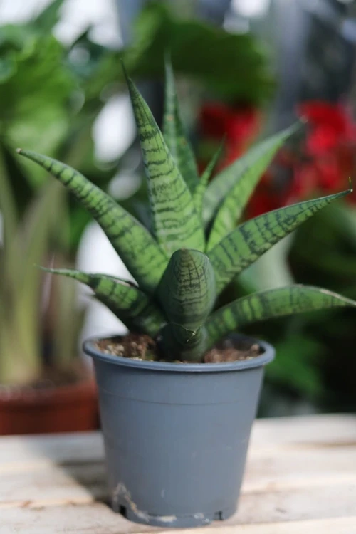 Sansevieria ‘Tough Lady’ w aranżacji wnętrza – minimalistyczna roślina doniczkowa, która wprowadza do przestrzeni spokój, elegancję i nowoczesny charakter.