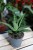 Sansevieria ‘Tough Lady’ (Sansewieria)
