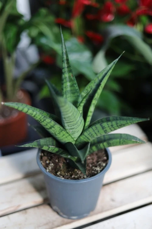 Sansevieria ‘Tough Lady’ (Sansewieria)
