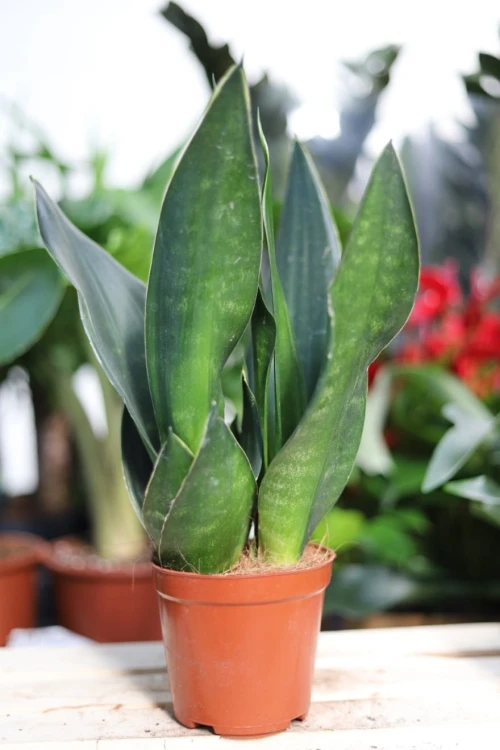 Zbliżenie liści Sansevieria Dark Diamond ukazujące kontrastowe odcienie zieleni i dekoracyjną strukturę liści. Roślina odporna i łatwa w pielęgnacji.