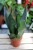 Sansevieria Dark Diamond (Sansewieria)