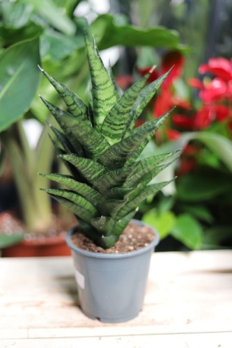 Sansevieria ‘Mahanakorn’ – efektowna roślina doniczkowa o szerokich, zielonych liściach z dekoracyjnym, marmurkowym wzorem. Idealna do nowoczesnych wnętrz.
