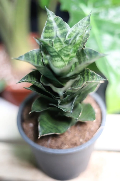 Zbliżenie liści Sansevieria ‘Mahanakorn’ ukazujące ich sztywną strukturę i wyraźne, kontrastowe wybarwienie. Roślina bardzo odporna i łatwa w pielęgnacji.