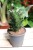 Sansevieria ‘Mahanakorn’ w aranżacji wnętrza – minimalistyczna roślina doniczkowa, która wprowadza do przestrzeni elegancję, spokój i naturalny, nowoczesny charakter.