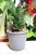 Sansevieria Mahanakorn (Sansewieria)