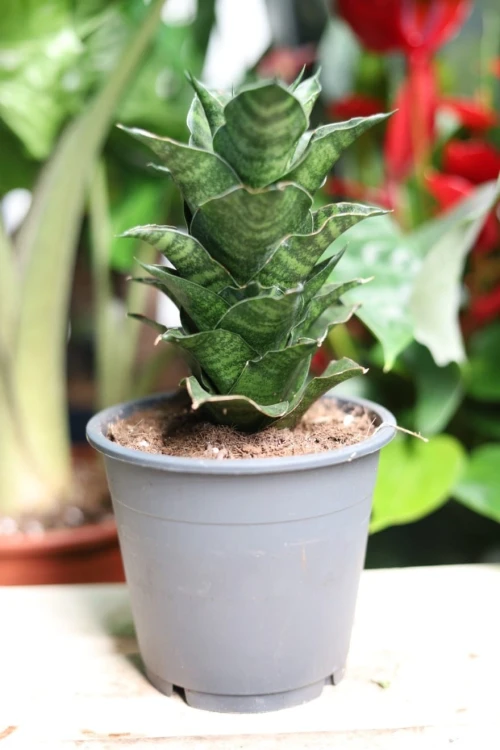 Sansevieria Mahanakorn (Sansewieria)