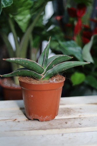 Sansevieria 'Samurai' – elegancka roślina doniczkowa o wąskich, wyprostowanych liściach z dekoracyjnym wzorem. Idealna do nowoczesnych i minimalistycznych wnętrz.