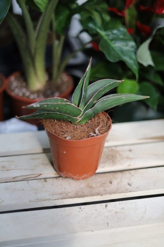 Zbliżenie liści Sansevieria 'Samurai' ukazujące subtelny marmurkowy wzór i intensywną zieleń. Roślina odporna i łatwa w pielęgnacji.