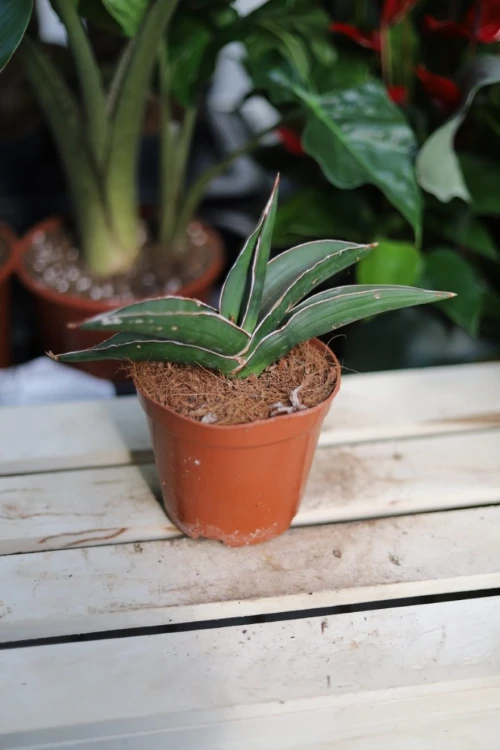 Zbliżenie liści Sansevieria 'Samurai' ukazujące subtelny marmurkowy wzór i intensywną zieleń. Roślina odporna i łatwa w pielęgnacji.