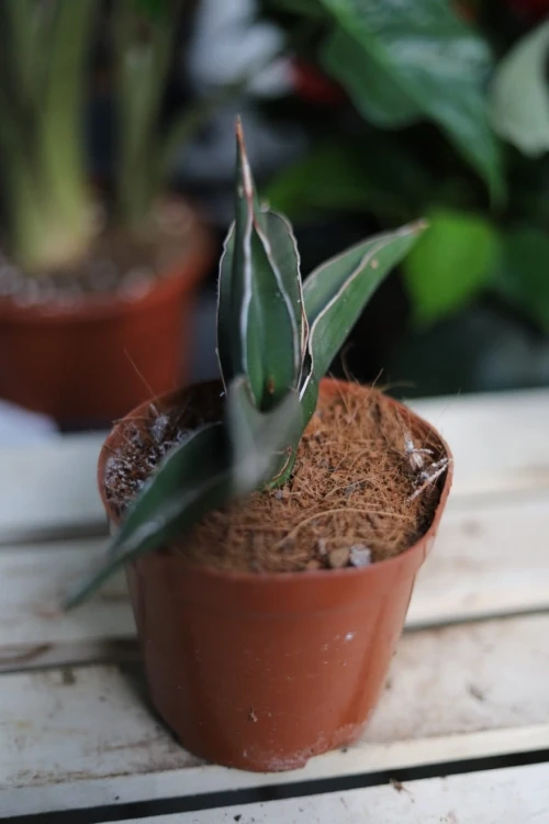 Sansevieria 'Samurai' w aranżacji wnętrza – stylowa roślina doniczkowa, która wprowadza do przestrzeni świeżość, naturalny akcent i nowoczesny charakter.