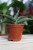 Sansevieria Samurai