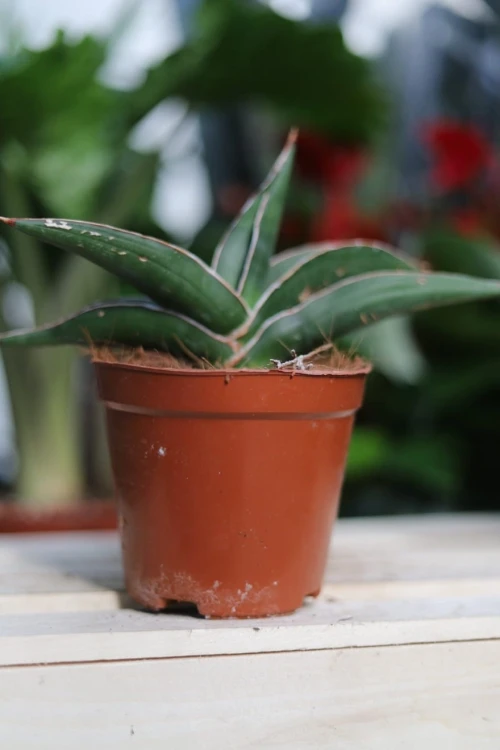 Sansevieria Samurai