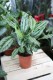 Calathea Silver Star – elegancka roślina doniczkowa o srebrzystych liściach z wyraźnymi, ciemnymi żyłkami. Idealna do nowoczesnych i tropikalnych aranżacji wnętrz.