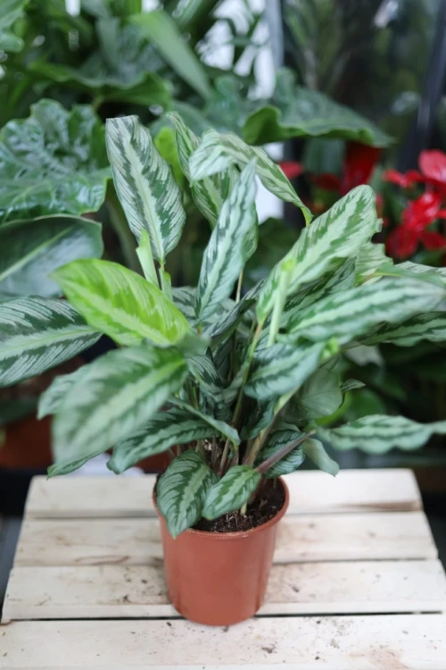 Calathea Silver Star