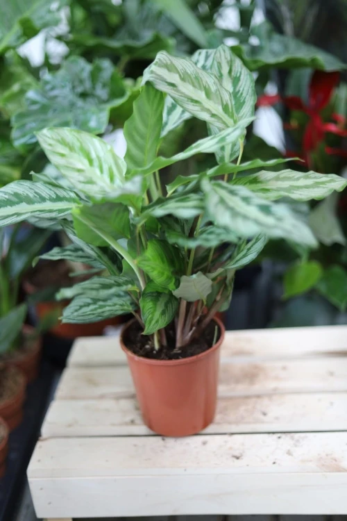 Calathea Silver Star (Kalatea)