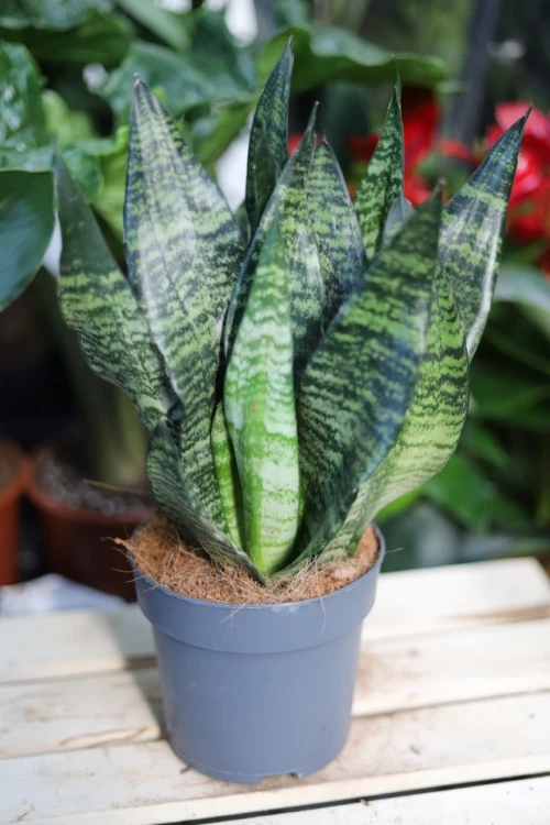 Sansevieria zeylanica (Sansewieria) L (3).JPG
