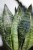 Sansevieria zeylanica (Sansewieria) L (4).JPG