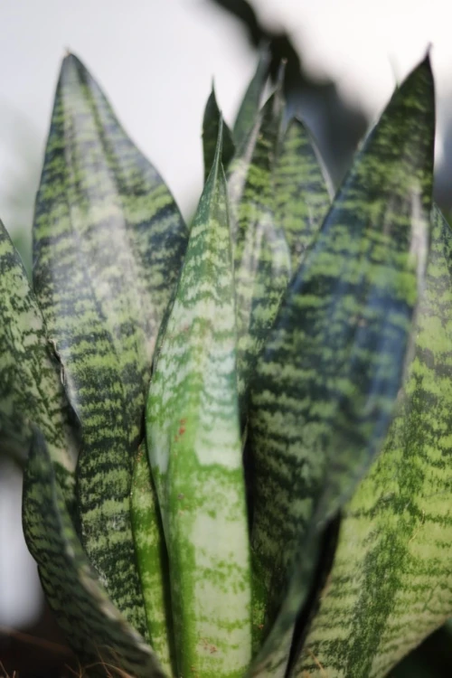 Sansevieria zeylanica (Sansewieria) L (4).JPG