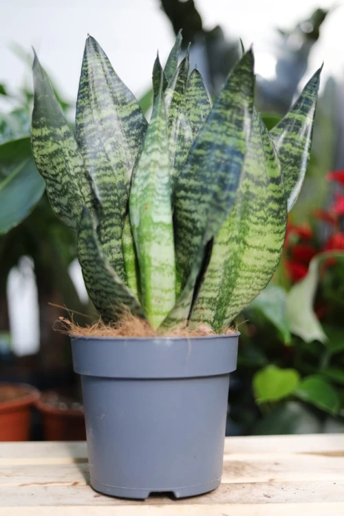 Sansevieria zeylanica (Sansewieria) L (1).JPG