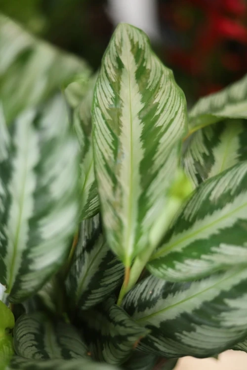 Zbliżenie liści Calathea Silver Star ukazujące dekoracyjny wzór i kontrast srebrzystych oraz ciemniejszych odcieni. Roślina o egzotycznym, efektownym wyglądzie.