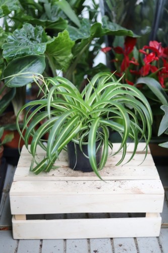 Chlorophytum comosum 'Bonnie' (Zielistka) M (1).JPG