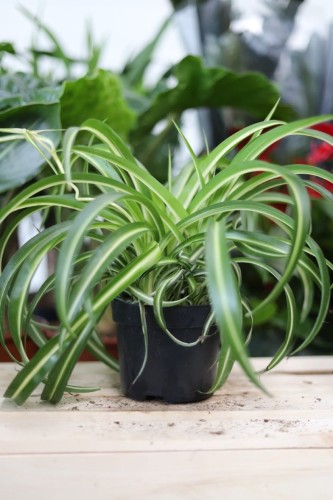 Chlorophytum comosum 'Bonnie' (Zielistka) M (2).JPG