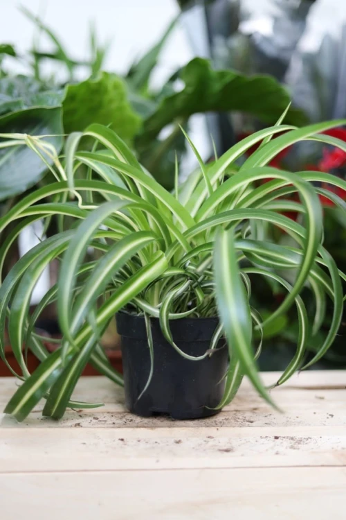 Chlorophytum comosum 'Bonnie' (Zielistka) M (2).JPG