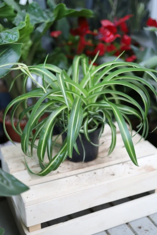 Chlorophytum comosum 'Bonnie' (Zielistka) M (3).JPG