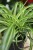 Chlorophytum comosum 'Bonnie' (Zielistka) M (4).JPG