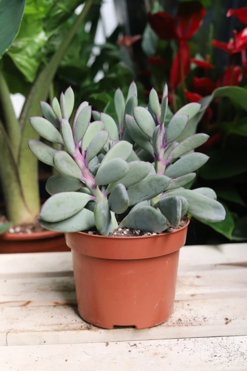 Senecio crassissimus w aranżacji wnętrza – tropikalny sukulent, który wprowadza do przestrzeni świeżość, naturalny akcent i nowoczesny charakter.