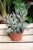 Senecio crassissimus (Starzec)