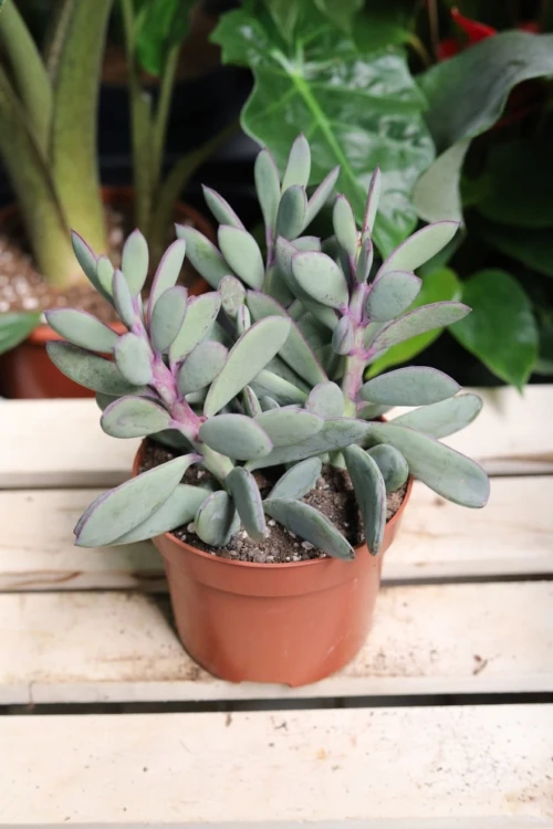 Senecio crassissimus (Starzec)