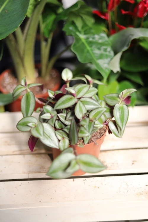 Tradescantia ‘Violet Hill’ – pnąca roślina doniczkowa o fioletowo-zielonych liściach z dekoracyjnymi paskami. Idealna do wiszących donic i nowoczesnych wnętrz.