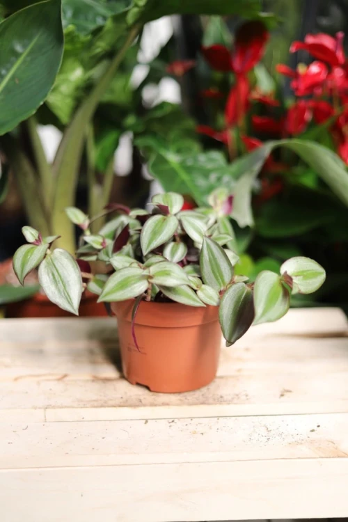 Tradescantia ‘Violet Hill’ (Trzykrotka Zebrina)