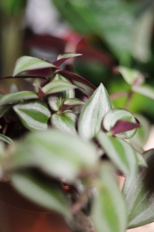 Zbliżenie liści Tradescantia ‘Violet Hill’ ukazujące charakterystyczne fioletowe i zielone pasy oraz aksamitną fakturę liści. Roślina o egzotycznym i dekoracyjnym wyglądzie.