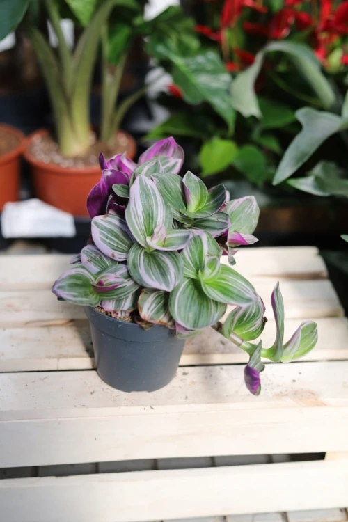 Tradescantia Nanouk (Trzykrotka) (2).JPG