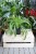 Chlorophytum comosum 'Green Bonnie' M (Zielistka) (1).JPG