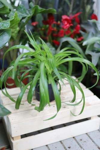 Chlorophytum comosum 'Green Bonnie' M (Zielistka) (2).JPG