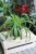 Chlorophytum comosum 'Green Bonnie' M (Zielistka) (2).JPG