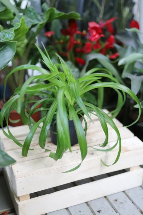Chlorophytum comosum 'Green Bonnie' M (Zielistka) (2).JPG