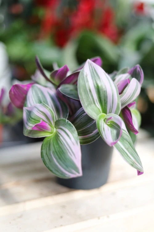 Tradescantia Nanouk (Trzykrotka) (4).JPG